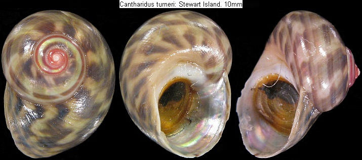 new zealand shells: marine gastropods