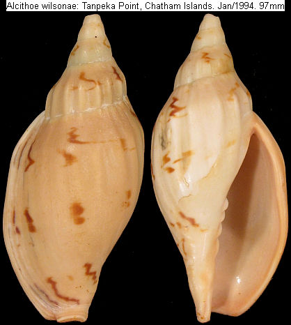 new zealand shells: marine gastropods