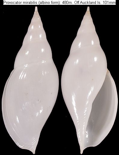 new zealand shells: marine gastropods